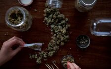 cbd olie