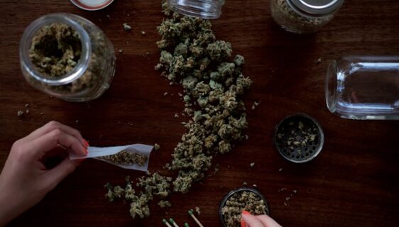 cbd olie